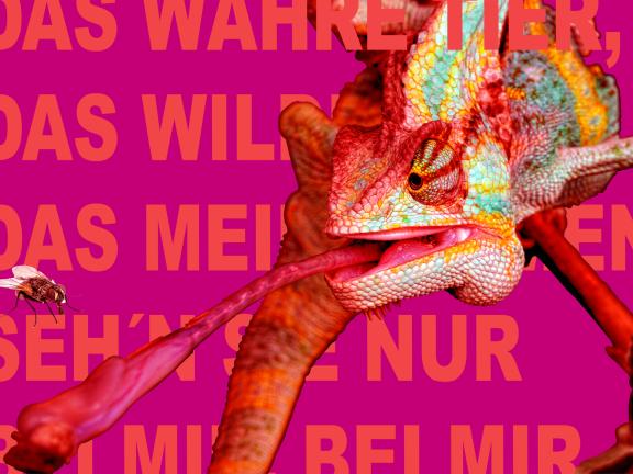Plakat für Lulu